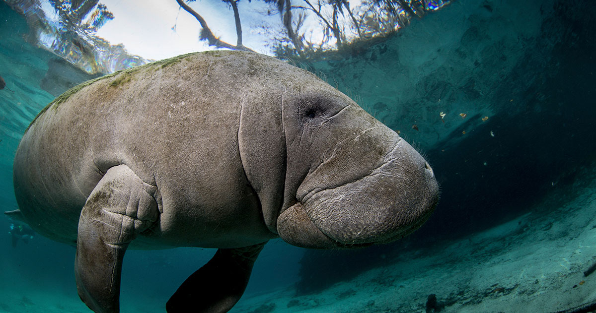 Private Manatee Tour